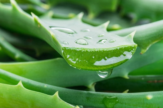 Terapie de oc cu aloe vera