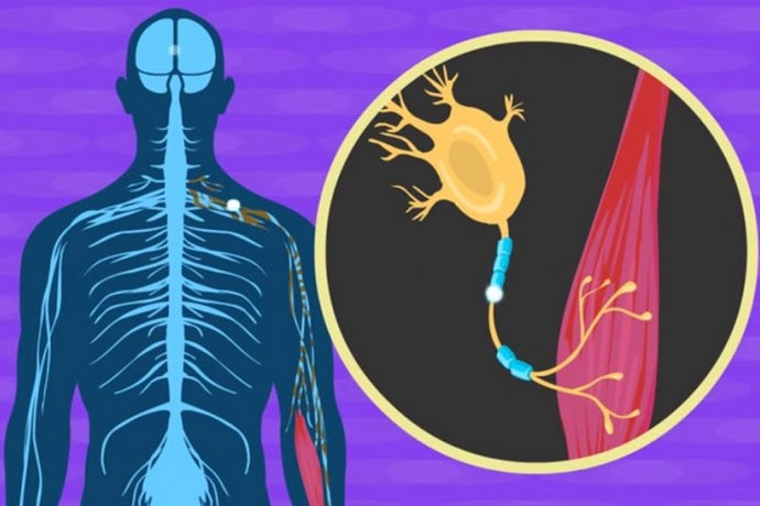 THE TRUTH ABOUT AMYOTROPHIC LATERAL SCLEROSIS (ALS)