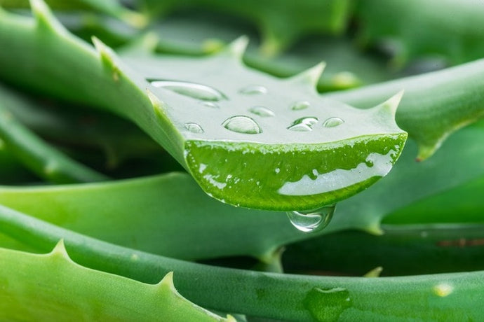 Terapie de șoc cu aloe vera