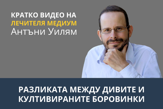 [Видео] Разликата между дивите и култивираните боровинки