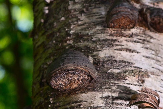 MEDICINAL BENEFITS OF THE CHAGA MUSHROOM