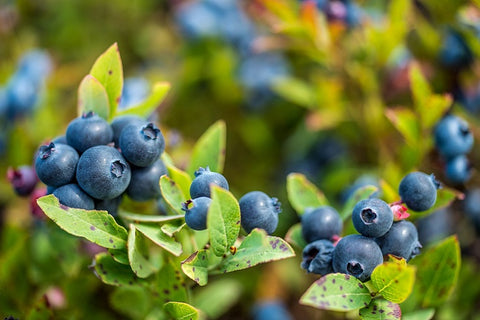 Wild blueberries - the most powerful food in the world